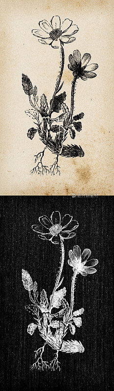 植物学植物古董雕刻插图:Dryas octopetala(山杨梅)